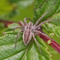 Nursery-web spider (Pisaura mirabilis) Alan Prowse